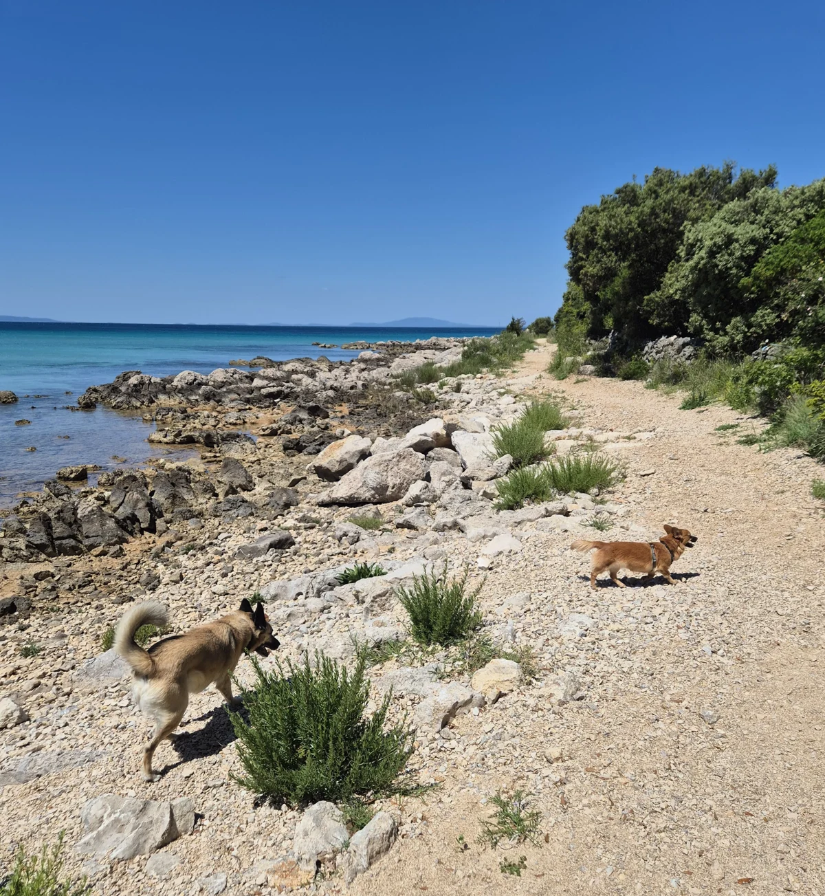 Dogs walking along a rocky seaside path near Novalja on pet-friendly Pag Island