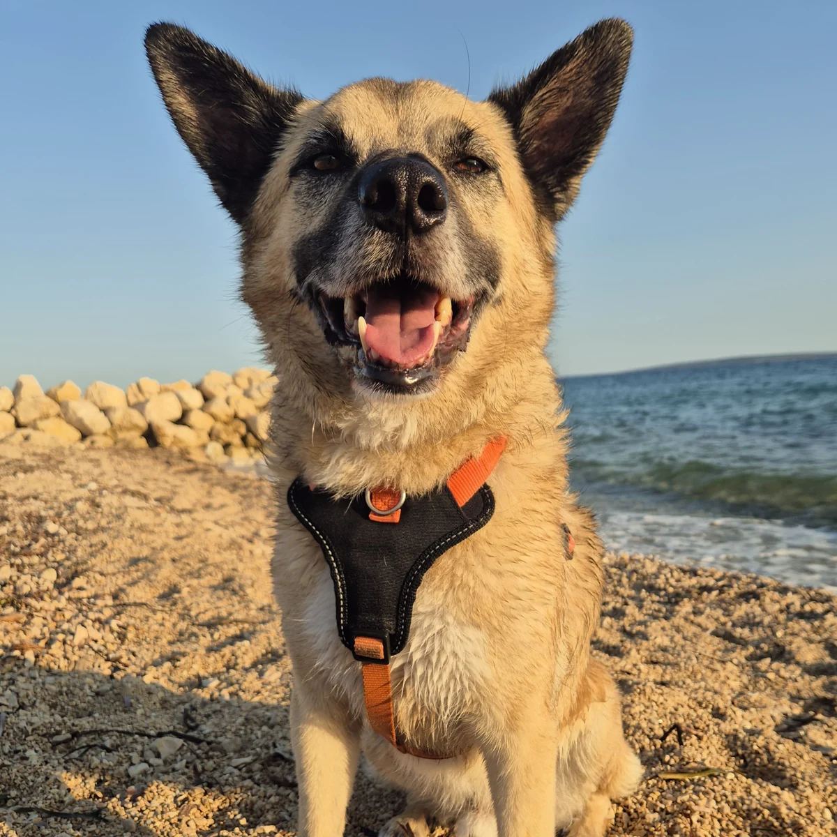 Happy dog on a pebble beach near Novalja during a pet-friendly holiday on Pag