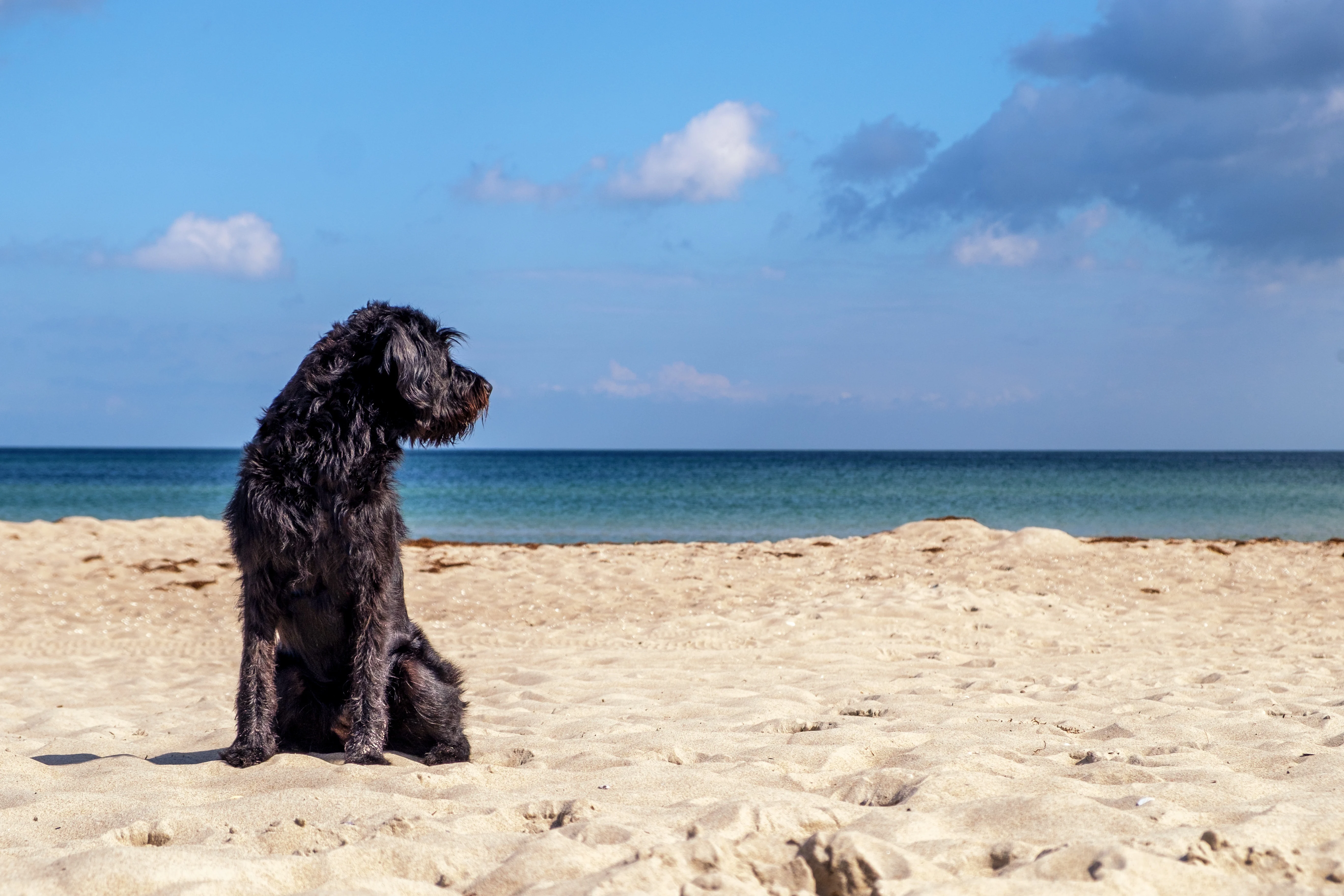 Black dog sitting on a sandy beach looking out toward the sea