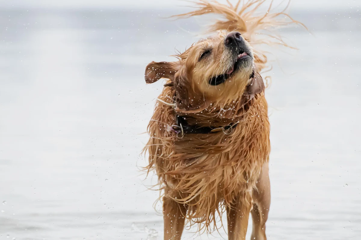 Wet golden dog shaking off water on a beach after swimming